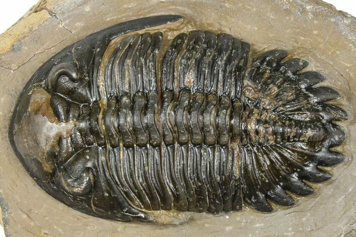 Detailed Hollardops Trilobite - Foum Zguid, Morocco #363117